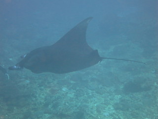 Manta raya nadando 