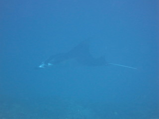 Manta raya nadando 