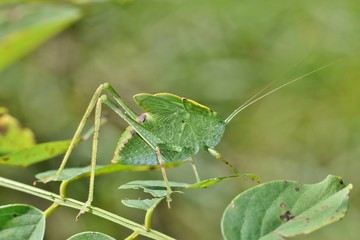 A young Katydid looks like a leaf and is quite well camouflaged as it creeps slowly amid the tree foliage. 