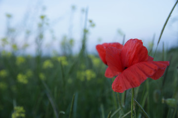 Naklejka premium red poppies on background of blue sky