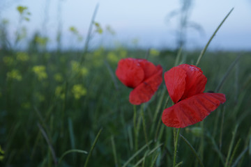 red poppy in a green field