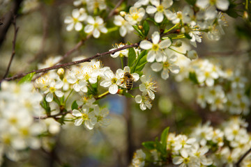 Cherry blossom in full bloom. Spring. Cherry flowers . Branches of cherry blossoms with young foliage