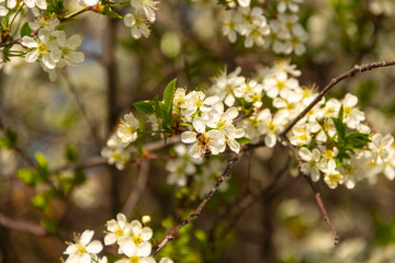 Soft Spring Background. Cherry Flowering. Close up of white spring cherry flowers