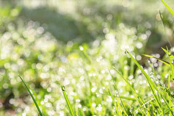 close up of a blade of grass with drops of shiny dew in the sun, blurred background