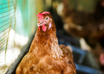 Portrait Head of hen with red crest in chicken farm