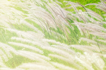 Grass flowers with morning light with blurred pattern background