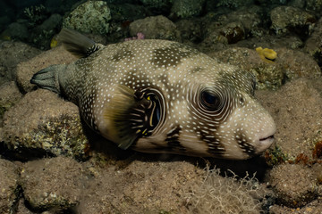 Arothron fish in the Red Sea Colorful and beautiful, Eilat Israel © yeshaya