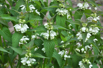 Bloom in nature the nettles are deaf (Lamium album)