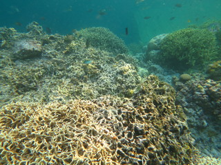 Ecosistema lleno de vida