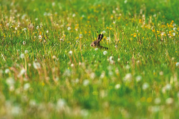 Hare sitting in sunny spring meadow.