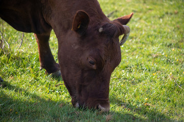 Brown Cow In Early Morning Sunshine