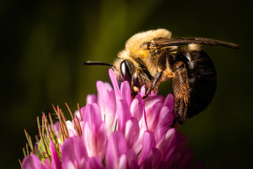 Bumblebee on Clover Bloom