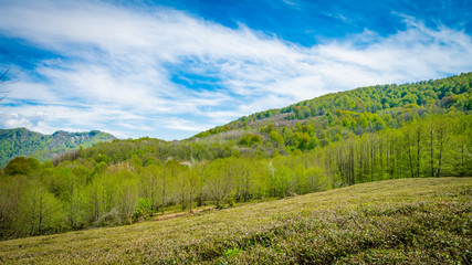 Obraz premium Tea plantations in the valley among the hills