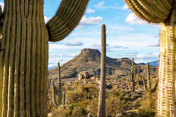Close Up View Of Desert Scenery & Cactus