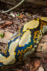 Close-up skin of Boa.
