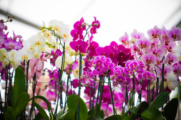 beautiful Phalaenopsis orchid flowers. beautiful flowers