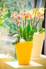 beautiful Phalaenopsis orchid flowers. beautiful flowers