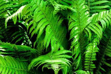 Green fern leaves natural background