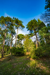 Beautiful  forest with different trees