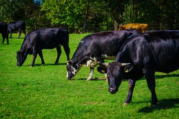 Cows on a green field