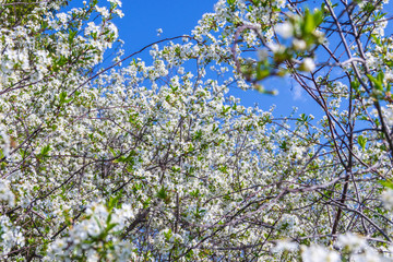 Spring time to enjoy leisure free time in a park with blossoming sakura cherry trees