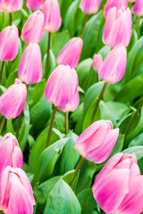 Fototapeta premium colorful tulips flowering on background
