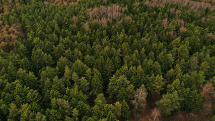 Aerial top view of spring green trees in forest background, Russia. Drone photography. Coniferous and deciduous trees. Beautiful panoramic photo over the tops of pine forest.