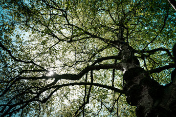 sun shines through the tree
