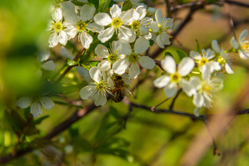 Cherry twigs with white blossoms and a bee on the flowers bloom close-up, spring time.