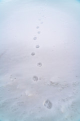Animal tracks creating a pattern on frosty snow during winter season