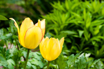 Yellow tulips closeup on green garden background