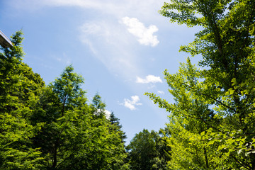 新緑の林と青空
