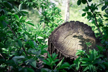 Tree trunk, City park Amsterdam