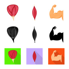 Vector illustration of fiber and muscular sign. Set of fiber and body  vector icon for stock.