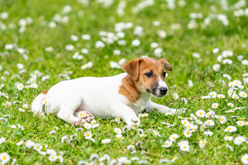 jack russell dog on grass meadow