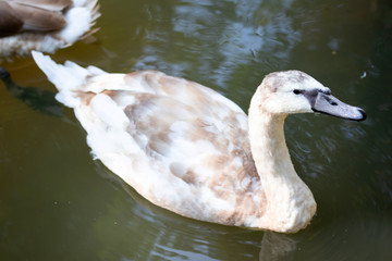 big swan Bird In the nature pool