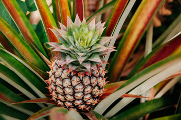 Fototapeta premium Fresh pineapple on its bush with lush green leaves background