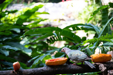 Bird Lumpo Eating food On the timber