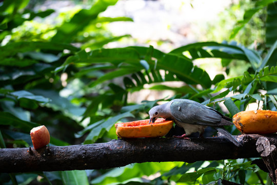 Bird Lumpo Eating food On the timber