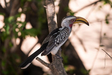 Calao leucomèle, Tockus leucomelas, Southern Yellow billed Hornbill