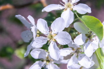 Blooming Apple tree close-up. Spring, sun, freshness