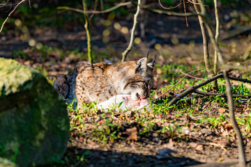 Lynx eating. Lynx lynx with prey in the mouth