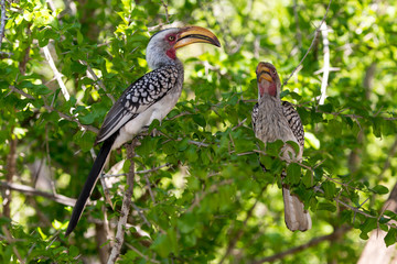 Calao leucomèle, Tockus leucomelas, Southern Yellow billed Hornbill