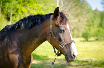 Obraz premium mare horse in summer