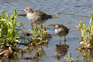 chevalier combattant, Combattant varié, Philomachus pugnax