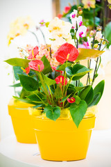 Orchid flower in garden. beautiful flowers