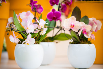Plakat Beautiful tropical orchid flowers in pots