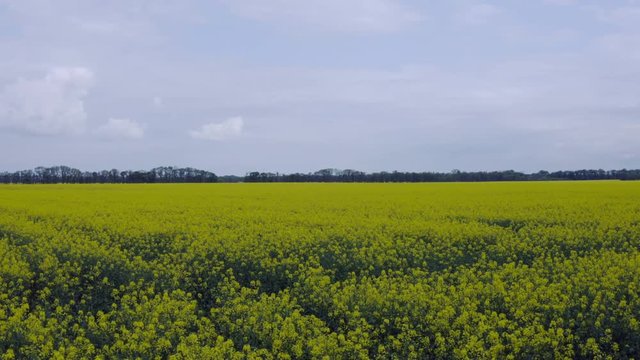 Aerial Flying over Blooming yellow rapeseed field with blue cloudless sky. Picturesque canola field under blue sky with white fluffy clouds. Wonderful 4k drone video footage for ecological concept