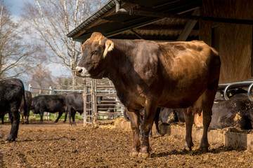 Brown cow in a farm