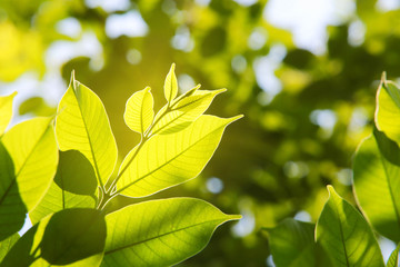 Natural green view closeup at summer under sunlight on blurred greenery background in garden, green plants landscape